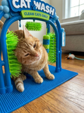 Orange tabby walking through The Cat Wash